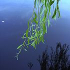 Waterleaves