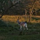 Waterleiding duinen Amsterdam 6