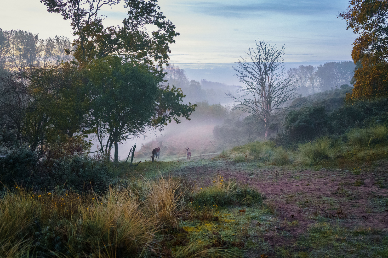 Waterleidingduinen