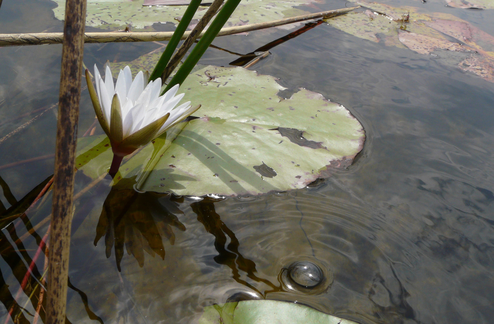 Waterlili und Fischlöcher