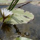 Waterlili und Fischlöcher