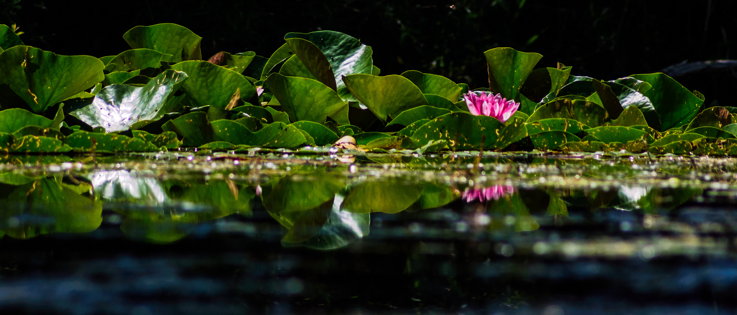 waterlilies