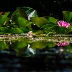 waterlilies