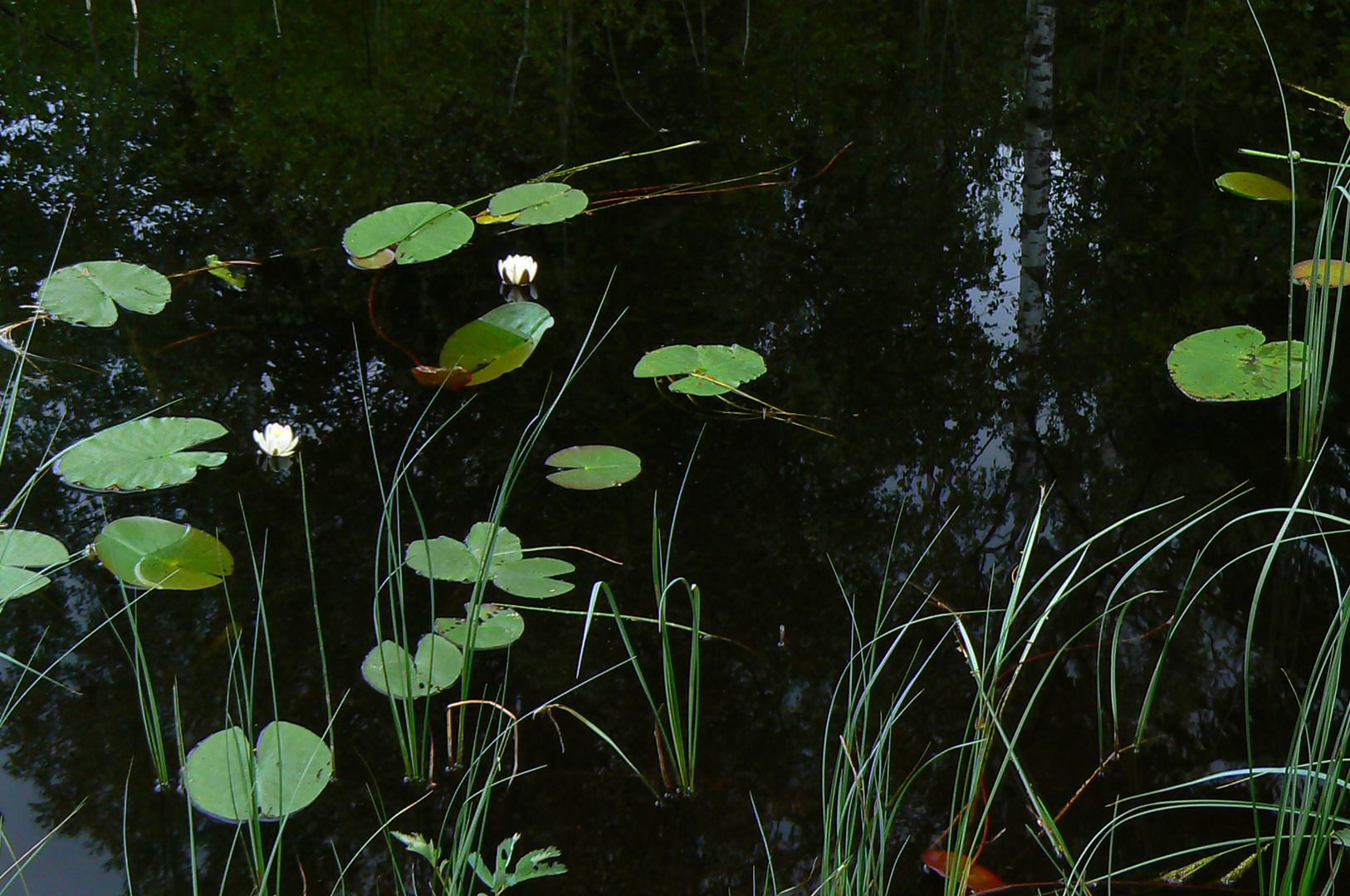 waterlilies