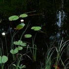 waterlilies