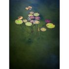 Waterlilly