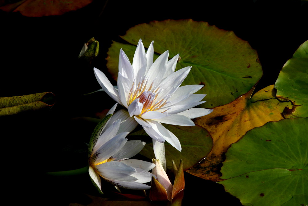 Waterlilly