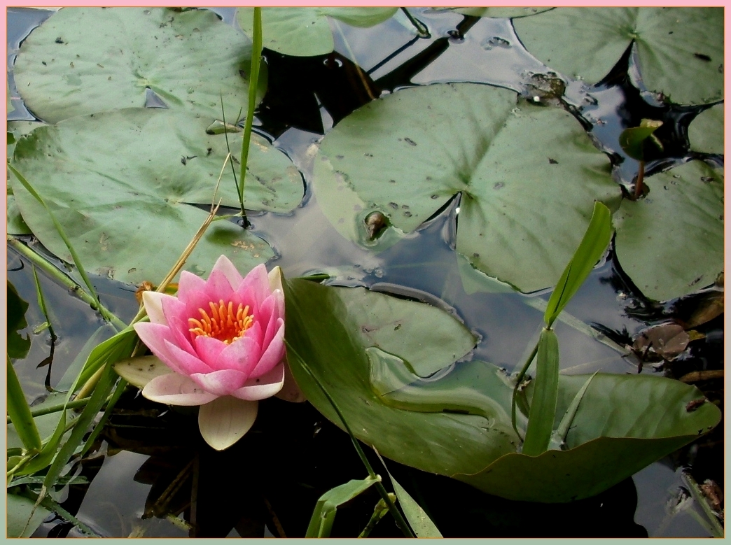 waterlilly