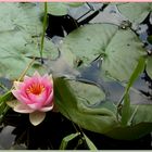 waterlilly