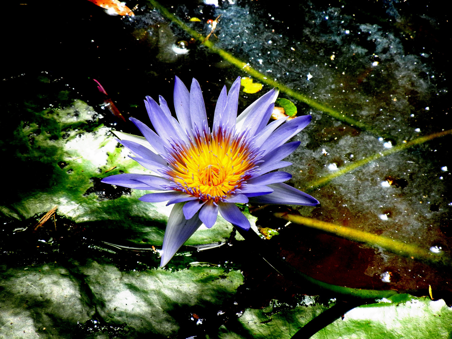 Waterlily