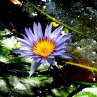 Waterlily