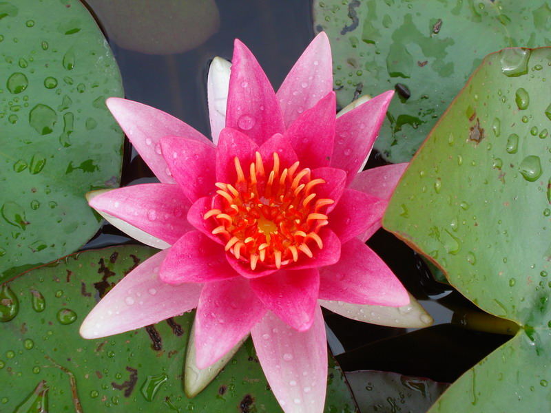 Waterlily