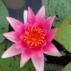 Waterlily