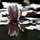 Waterlily