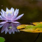 Waterlily