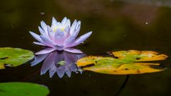 Waterlily