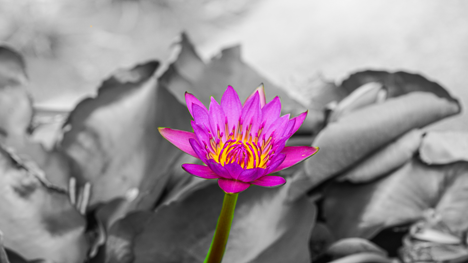 waterlily