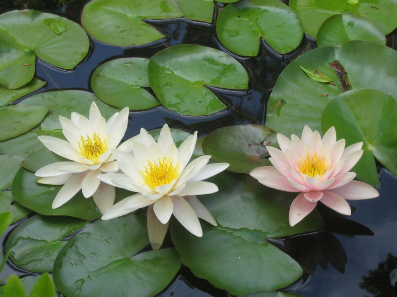 waterlily