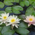 waterlily