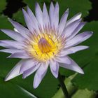 Waterlily