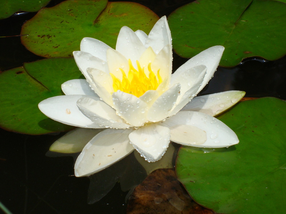 waterlily