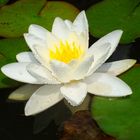 waterlily