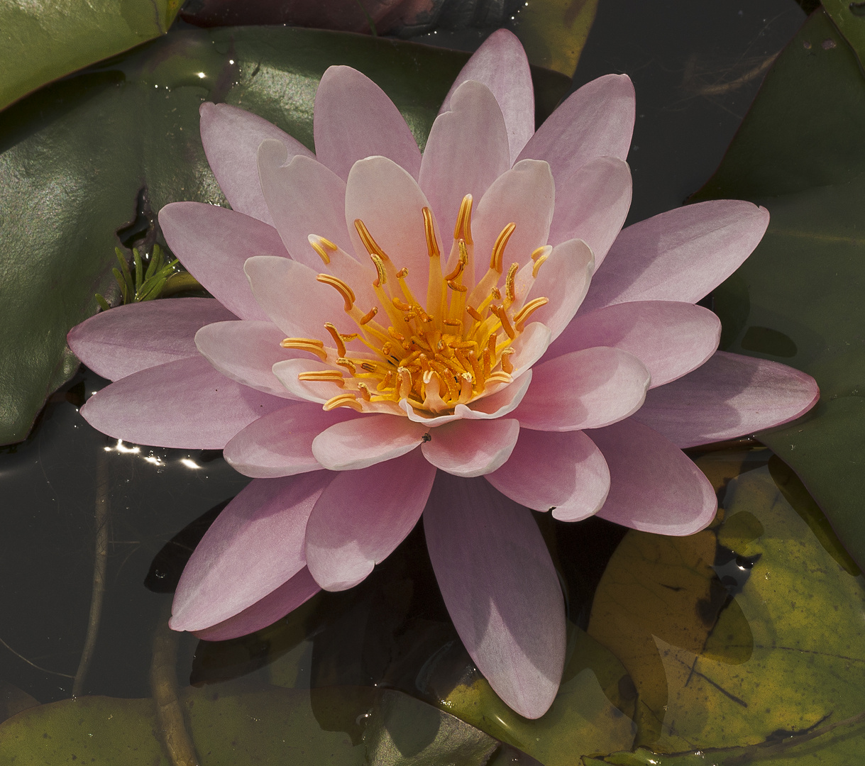 waterlily