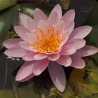 waterlily