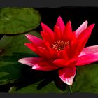 waterlily