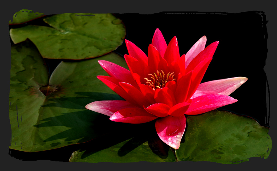 waterlily