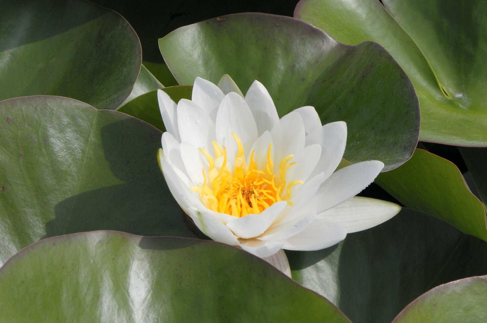 Waterlily