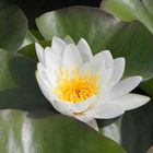 Waterlily