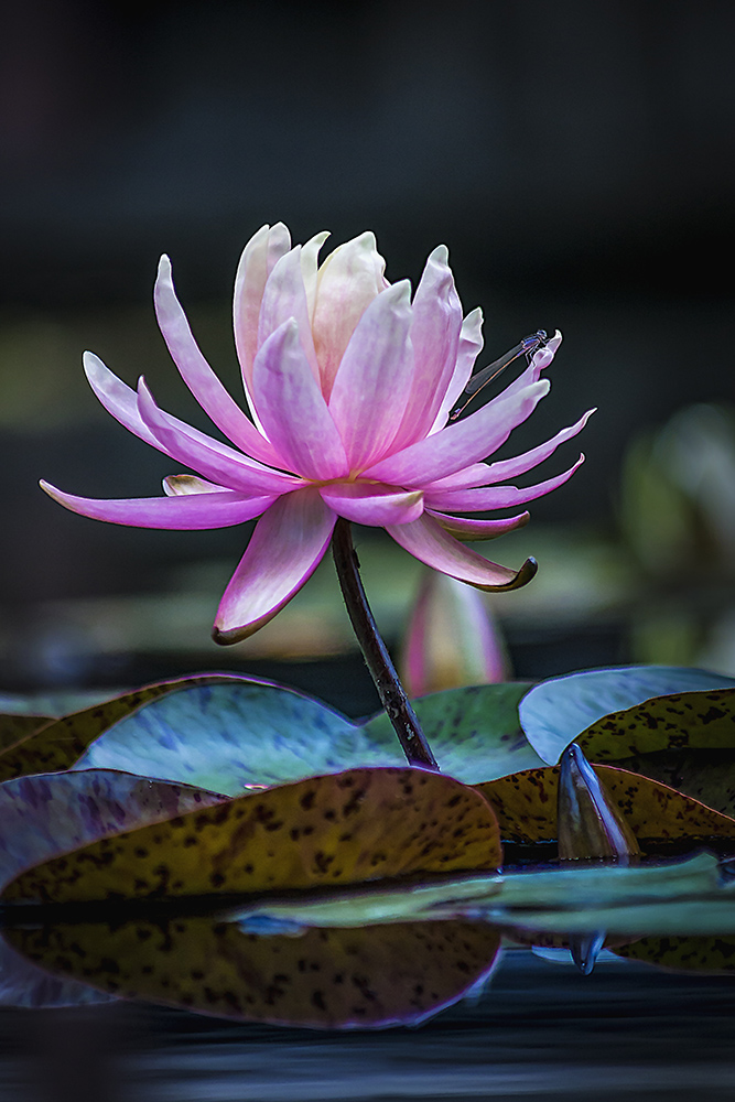 Waterlily