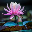 Waterlily