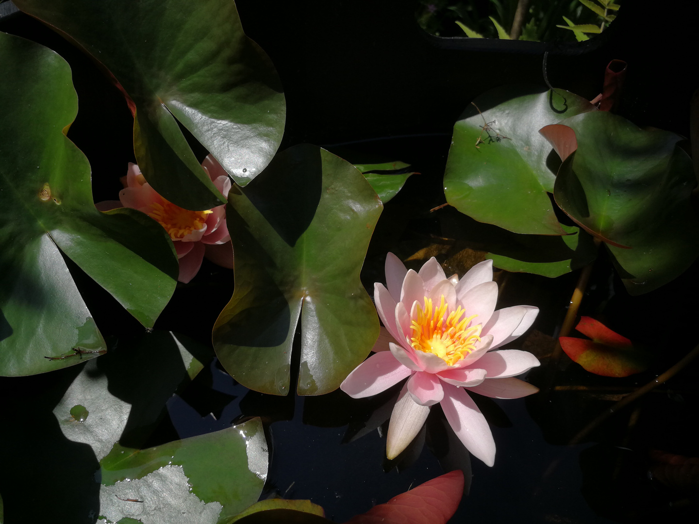 Waterlily