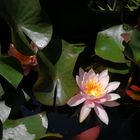 Waterlily