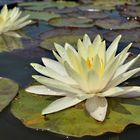 WATERLILY