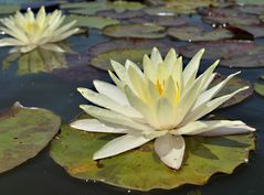 WATERLILY