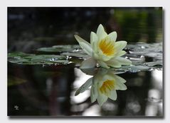 Waterlily