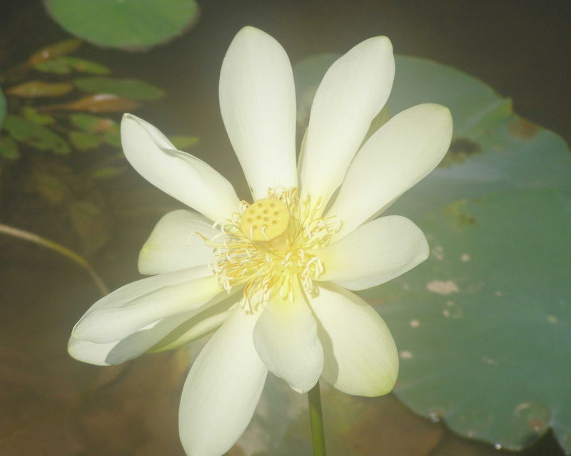 WaterLily