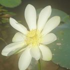 WaterLily