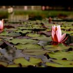 Waterlily I.