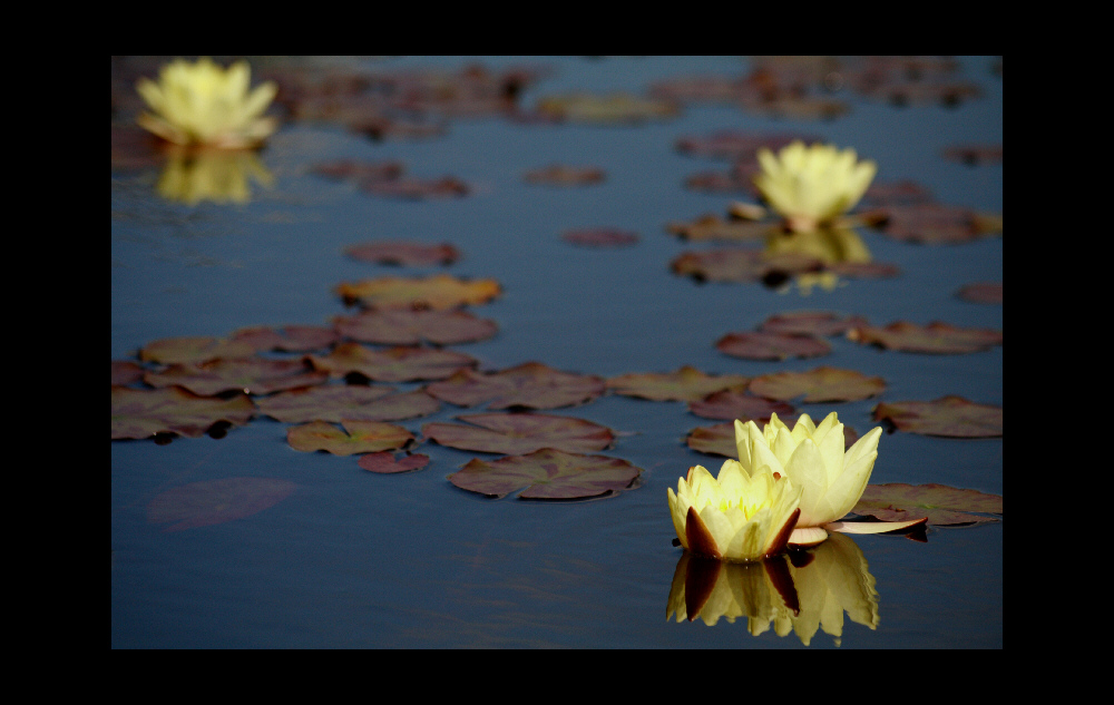 Waterlily II.