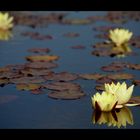 Waterlily II.