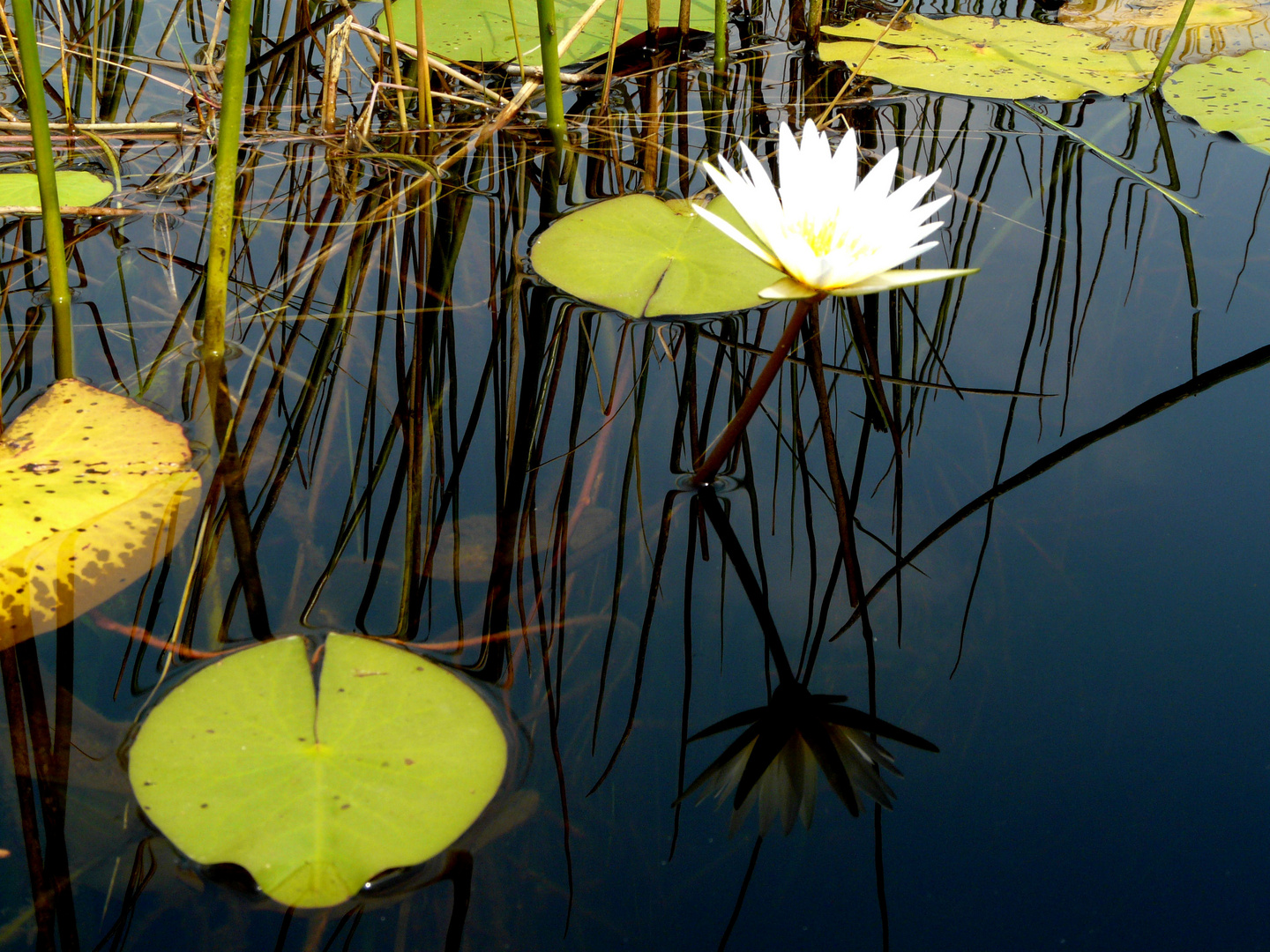 Waterlily im Okavanga