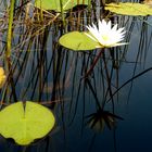 Waterlily im Okavanga