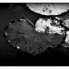 waterlily leaf, 3