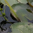 Waterlily on a cloudy day