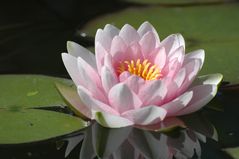 Waterlily rosé