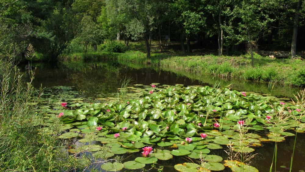 WATERLILY TEICH